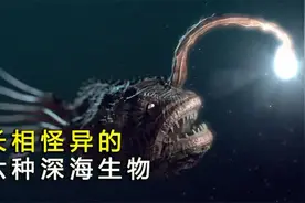 下潜到海洋深处，带你了解种怪鱼，看看它们的长相到底有多可怕