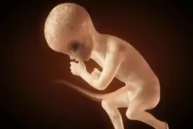 好神奇的一目，胎儿在妈妈肚子里发育全过程。