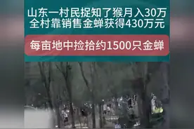 惊人！村民抓知了猴月赚30万，一亩狂收1500只，每斤售价破百元视频封面