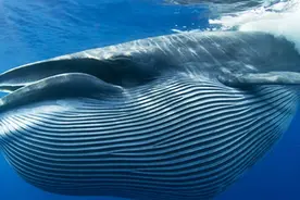 盘点地球上最大的10种鲸鱼：抹香鲸仅排第5，蓝鲸重达200吨