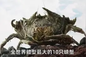 世界上体型最大的10种螃蟹，腿长4米能活100年！