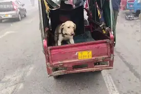主人都敢咬德牧，铁夹下发出撕心裂肺的哀嚎声，吓得主人不敢靠近