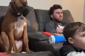 狗子跟主人正在看电视，突然盯着小主人和主人开始来回对比