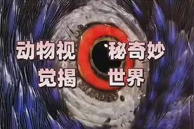 揭秘动物世界的神奇视觉！