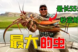 现存世界最大的10种虫/生物，第一名长55米是蓝鲸的两倍！视频封面