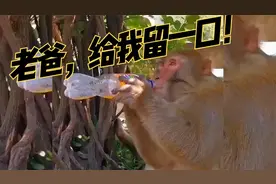搞笑配音：动物界那些坑娃名场面！