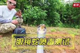 舟山眼镜蛇会喷毒吗，硬核科普！