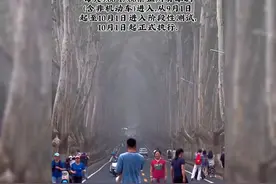 南京梧桐大道9.1起测试限行，10.1起正式变步行街，可打卡