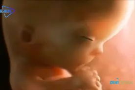 1-9个月胎儿在妈妈肚子里形成的全过程【医学3D】