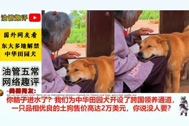 多地解禁中华田园犬！网友：它是犬界的李小龙！