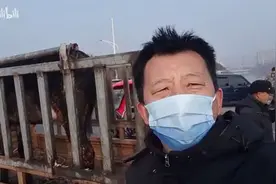 马犬凶猛蹦起来咬新主人，一夹子下去口破血流，众人合力强塞麻袋