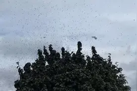 令人头皮发麻！韩国首尔大量“爱情虫”出没，飞行时雌雄连体视频封面