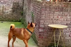 吵架的目的是为了气死对方，而不是为了吵赢对方