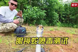 稀缺镜头：记录舟山眼镜蛇喷毒过程！#蛇类科普#户外奇遇#