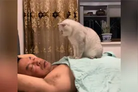猫咪半夜爬到主人的胸口，用手扒拉主人的嘴巴