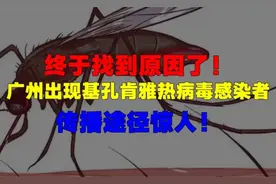 终于找到原因了！广州出现基孔肯雅热病毒感染者，传播途径惊人！