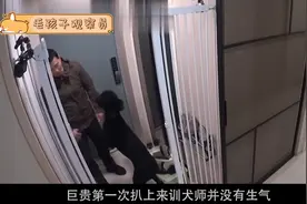 主人模仿训犬师教育小狗，没想训了半年全是错的 ！