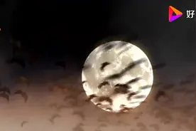 为什么蝙蝠要倒挂着睡觉？不会掉下来吗？