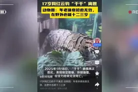 中国大陆最后的圈养云豹离世，隐身猎手小剑齿虎为何消失地悄然无