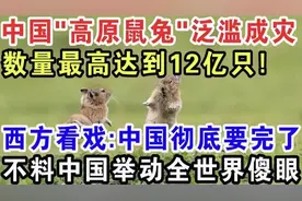 中国“高原鼠兔”泛滥成灾，数量高达亿只视频封面