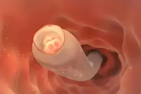 女性刚怀孕是什么样的感觉？动画演示全程，生命太伟大了！