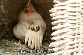 为什么母鸡要天天下蛋呢？孵小鸡土鸡蛋养鸡母鸡鸡蛋