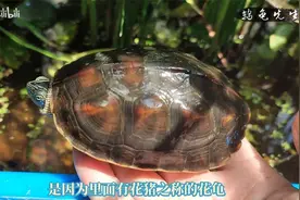 龟缸植物杀手克星！这5种水草啃不烂咬不断