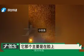 河南多地小白虫出没究竟为啥？