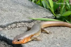 农村常见的“狗婆蛇”，喜欢晒太阳见人就跑，它对人是否有危害