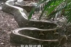 致命网纹蟒！印尼女子遭巨蟒吞食，还有希望存活吗？