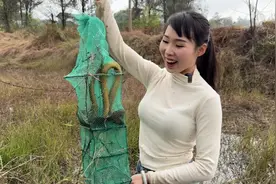 一百多亩虾塘，200个地笼能收获多少黄鳝？妹子激动掉沟里去了视频封面