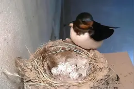 五分钟看完小燕子的成长全过程