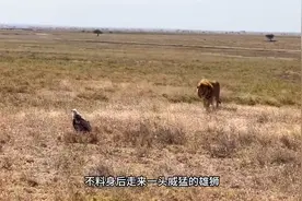 简直不可思议，一只秃鹫竟能把雄狮打败，那这是为何？