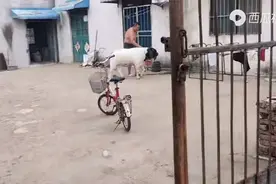 一只神奇的公羊，主人都让耍的晕头转向了，竟然自己去串门，神羊