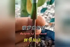 新手必看！菠萝蜜嫁接超简单技巧，成活率超高！