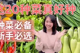 新手种菜避坑指南：20种高成活率蔬菜+独家养护技巧大公开