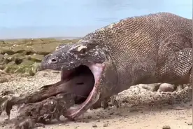 科莫多巨蜥#弱肉强食的动物世界 #动物世界 #野生动物零距离