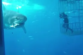 盘点深海中的速度高手，第一个堪称是海洋中的猎豹！ #旗鱼 #海