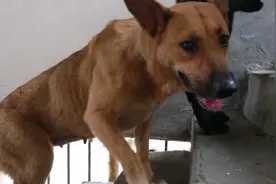 狗狗交配一次能怀孕吗，看看养狗小伙怎么说。