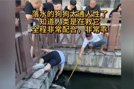 既然你都救了我一条狗命，那就养我一辈子吧：落水狗狗的故事。