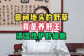 田间地头的野草，竟是养肝王，清湿热护肝细胞。