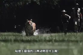 陆地上最强大的十种动物排行榜，原来老虎也只是一个弟弟！