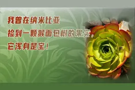 我曾在纳米比亚捡到一颗猴面包树的果实，它浑身是宝！