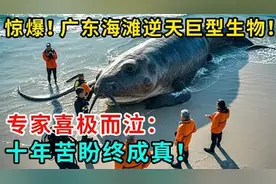 广东海滩现身形巨大水生动物，专家惊讶不敢相信双眼