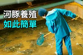 河豚的秘密，养殖过程大开眼界视频封面