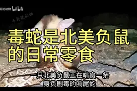 神一般的存在北美负鼠把毒蛇当零食毒蛇在它面前只配一顿饭