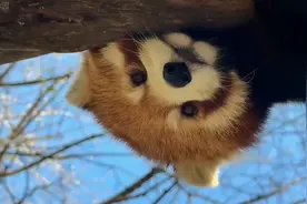 小熊猫软糯毛绒小圆脸，可爱不止一点点# 小熊猫 #动物世界