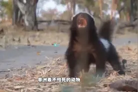 非洲最不怕死的动物，平头哥为啥这么勇猛，竟能将毒蛇当辣条吃？