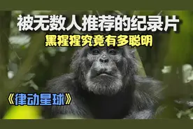 黑猩猩将误入领地的猴子大卸八块，它们的智商究竟有多高？