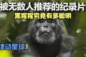 黑猩猩将误入领地的猴子大卸八块，它们的智商究竟有多高？